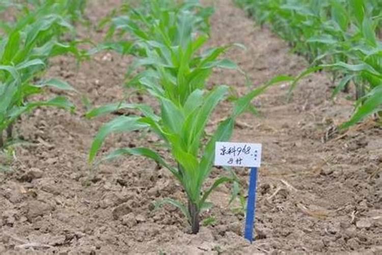 如何辨别水溶肥料的好坏