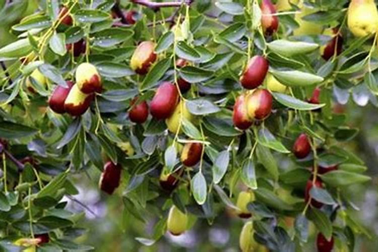 大枣叶面肥怎么调色才好看？