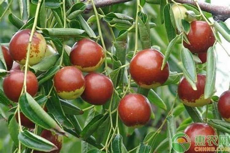 枣树叶面喷什么好？壮果肥上什么肥好？大枣膨大增产肥料“调色师”