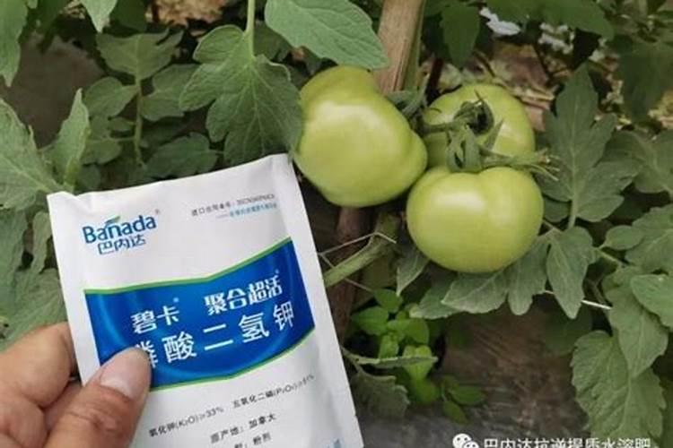 番茄什么时候打叶面肥？番茄转色的好方法,番茄膨果着色防裂肥料“调色...