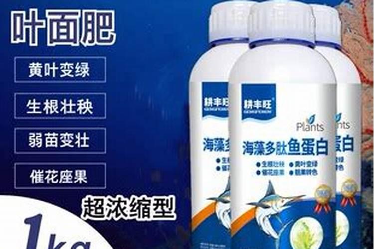 叶面喷施1000克鱼蛋白水剂加水1000斤可以吗