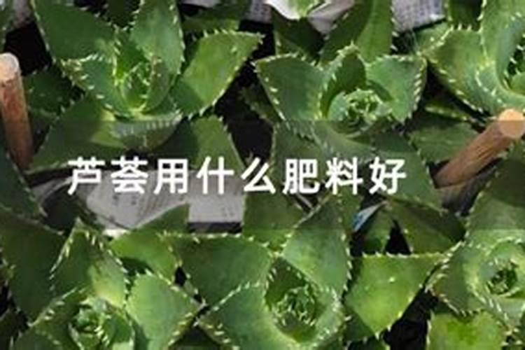 芦荟用什么肥料好