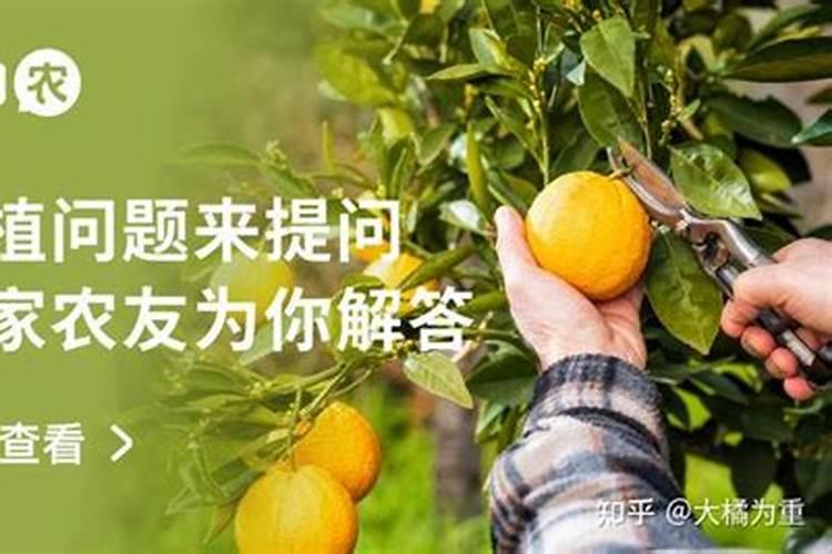 沙糖桔保果要用高磷高钾的叶面肥