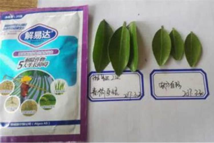 沙糖桔保花保果用什么药