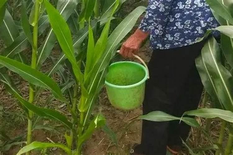 玉米施肥的正确方法