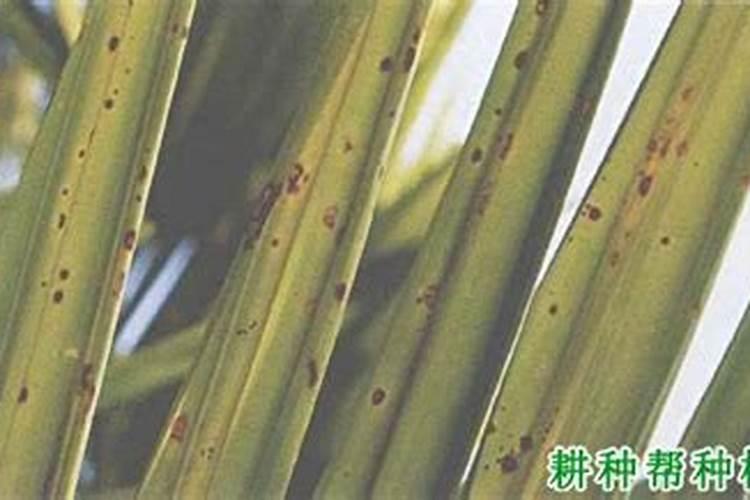 小槟榔叶斑点黄用什么药