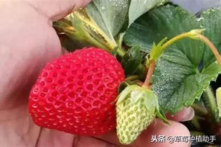 草莓膨果技巧
