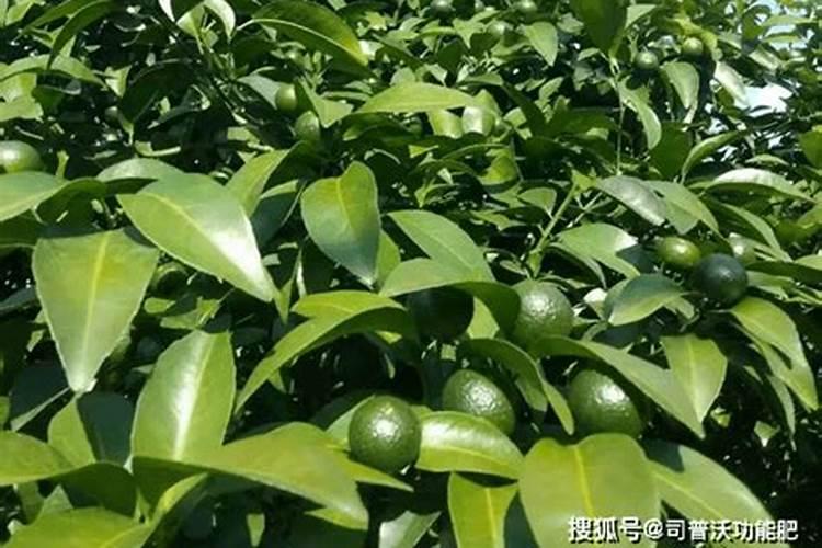 柑橘秋季开花？这是什么情况？司普沃教您如何处理