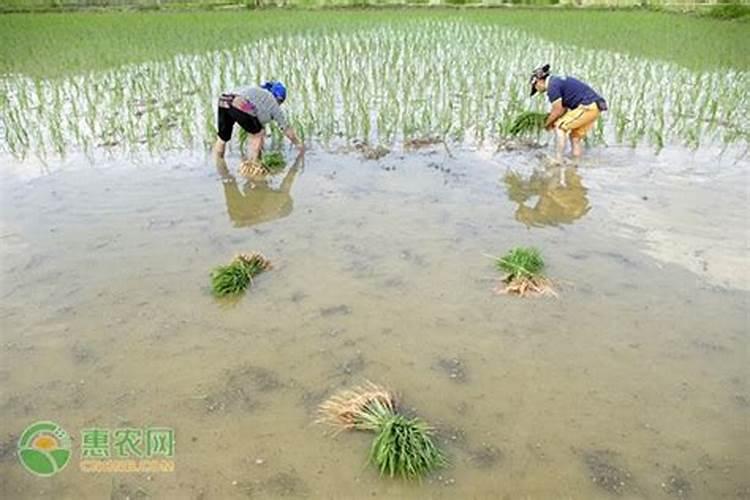 四季农事活动有哪些