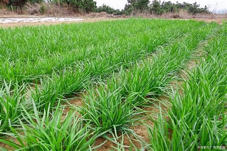 韭菜怎么施肥才能茎秆粗壮