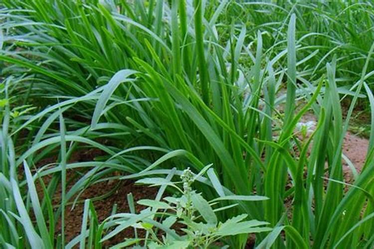 韭菜怎么管理才能高产
