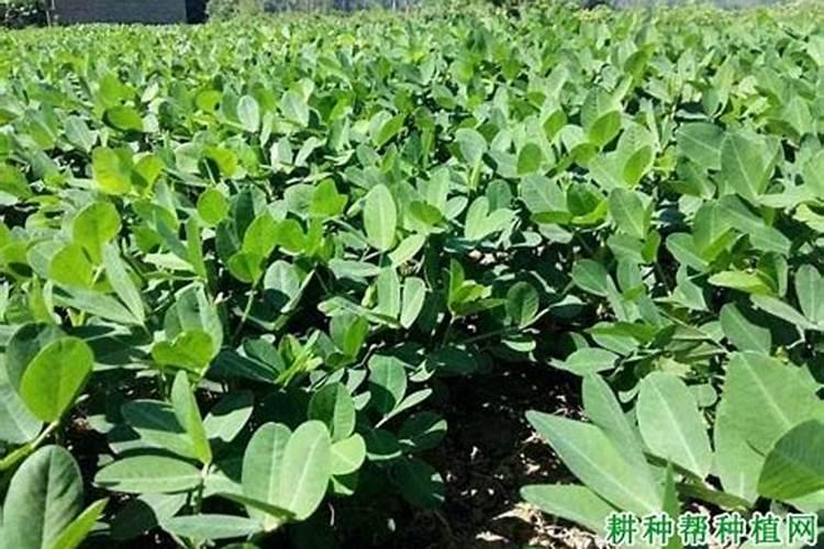 种花生必须要施肥么？