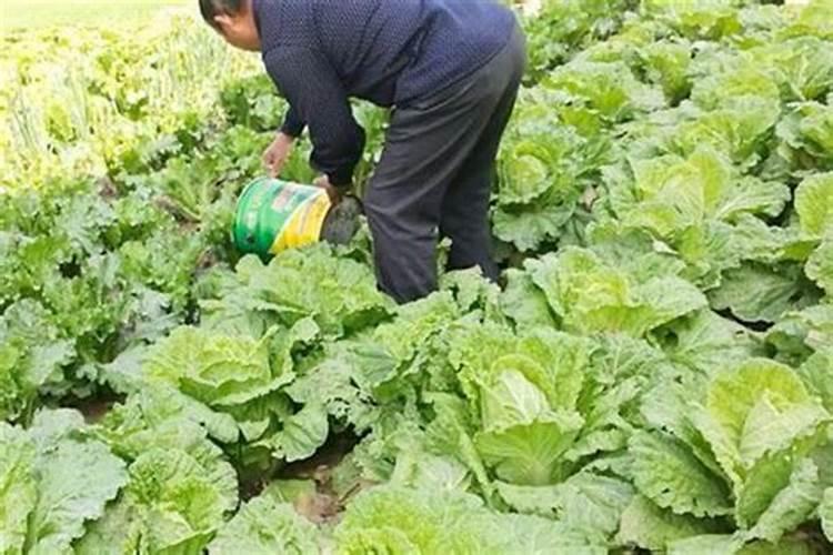 种植土壤怎么补钙