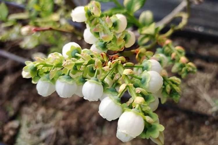 蓝莓喷施硼钼锌和鱼蛋白能提高坐果率吗