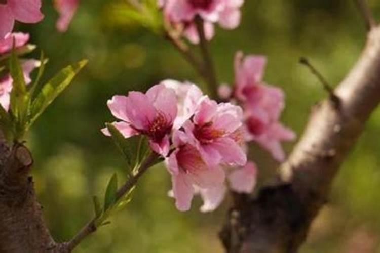 桃树花期如何管理才能坐稳果？硼钙叶面肥来帮忙!