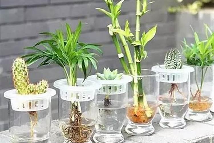 水培植物水中可以加复合肥吗？