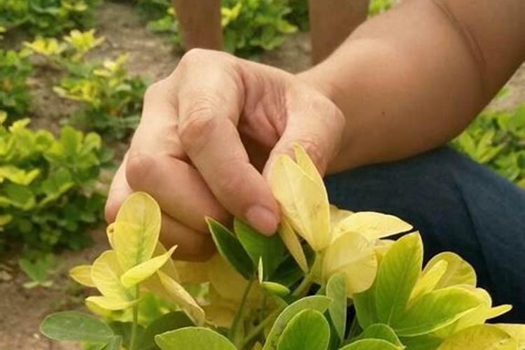 花生黄化，死棵用什么肥料好？