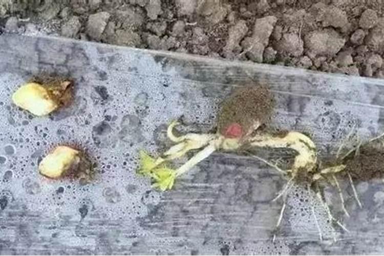 我种了80亩花生,这两年开始出现死棵、烂果、根部腐烂发黑的情况,大神们...