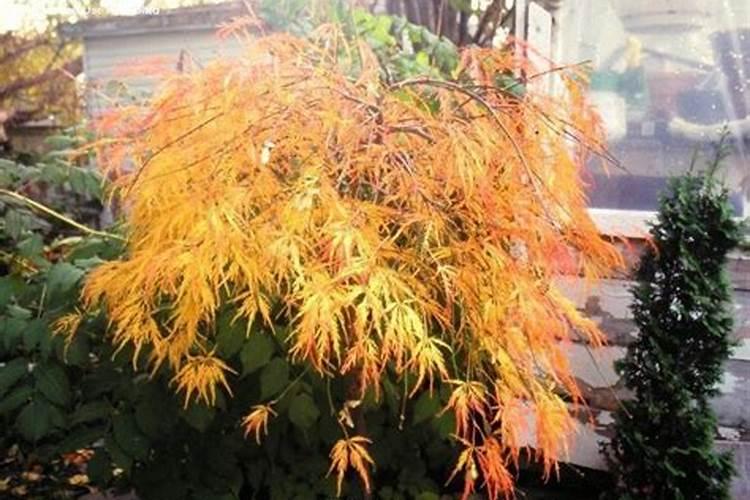 羽毛枫树怎样施肥