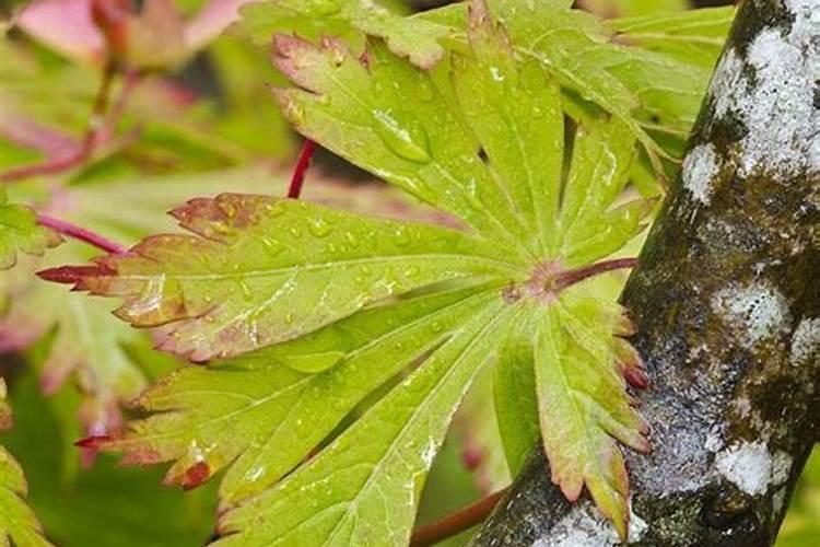 枫树叶尖干枯是什么原因造成的呢？