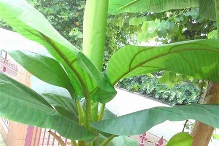 芭蕉树如何养