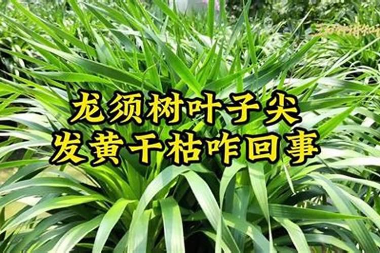 龙须树叶子发黄干枯怎么处理