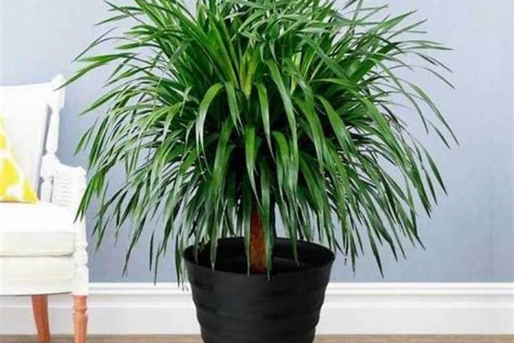 龙须树的叶子发黄什么原因,光照过强灼伤叶子