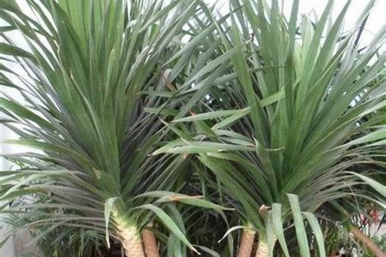 龙须树新长的叶子发黄还长高什么原因？