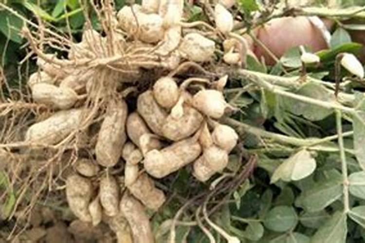 花生专用肥的最佳配方