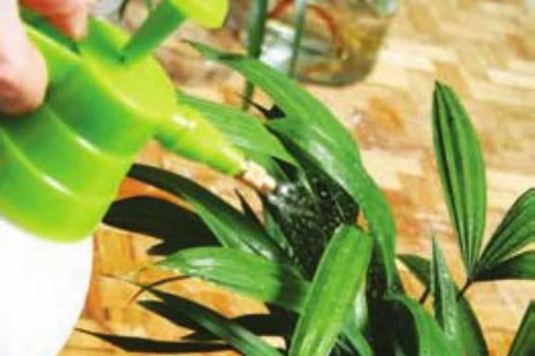 水培花卉叶面肥的使用