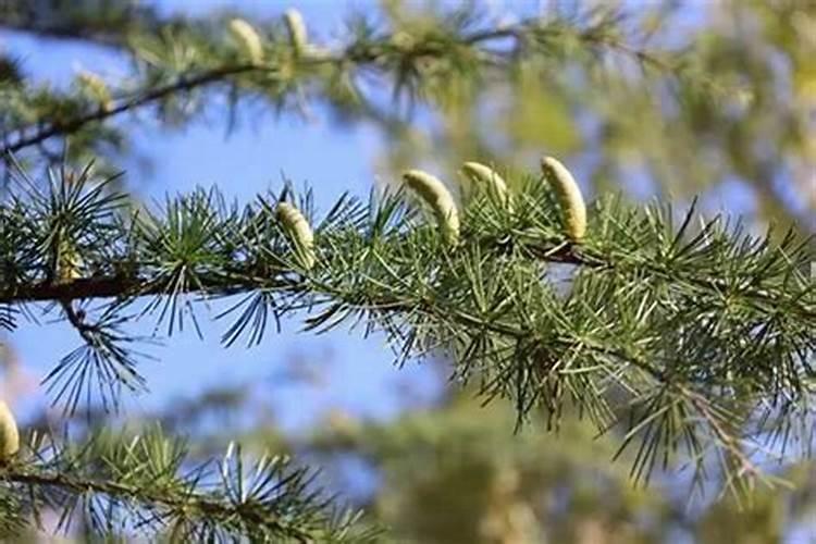 给红松大树追什么化肥好？