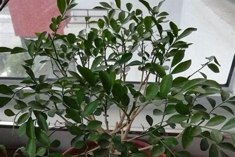 九里香下山桩一个半月未发芽,是否不行了？