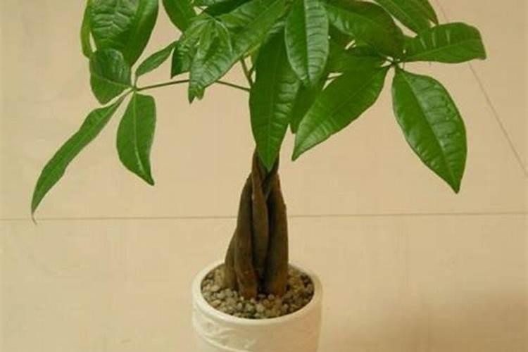 发财树这样了还有救吗？