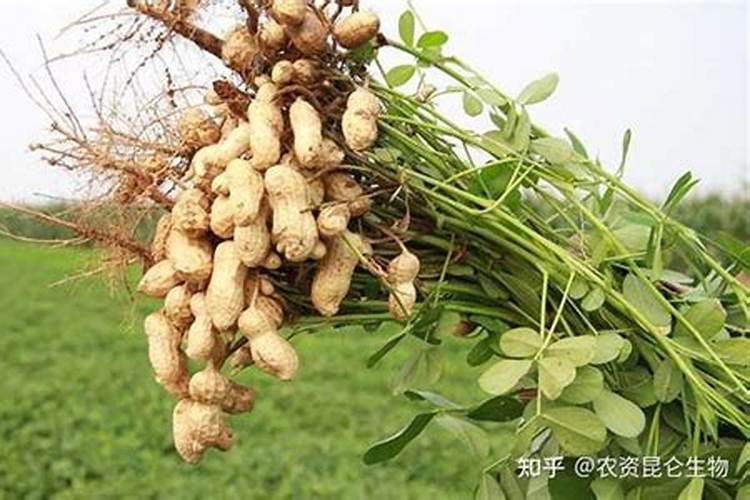 花生三遍叶面肥最忌三种蔬菜