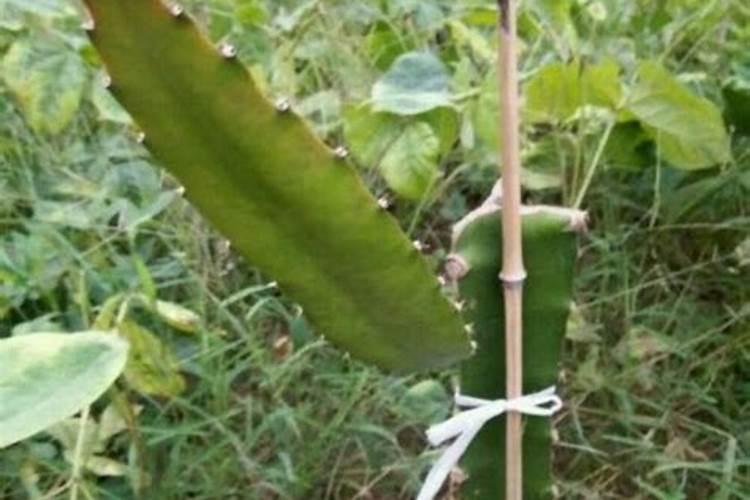 火龙果叶子发黄怎么办