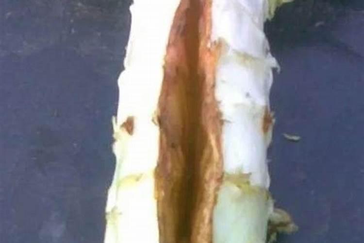 莴笋要如何种植管理才能茎嫩粗大不开裂？赶紧学习一下