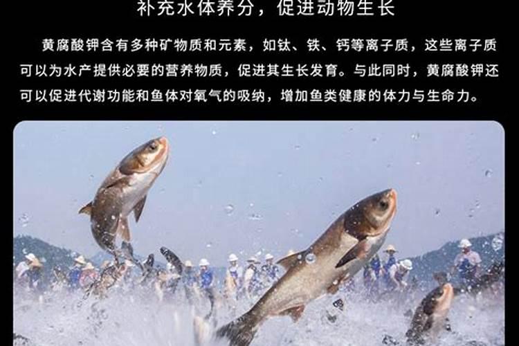 腐殖酸在水产养殖中的应用