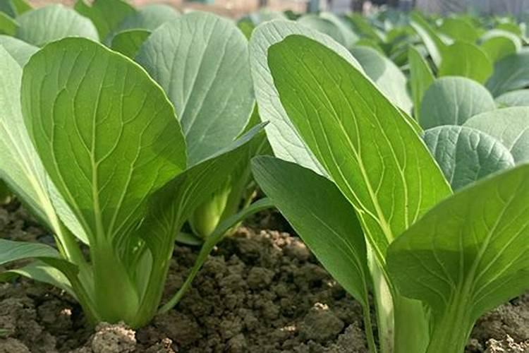 想要青梗菜实现高产,有哪些好的管理技巧呢？
