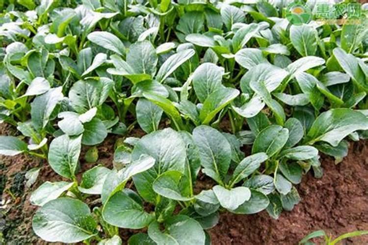 青梗小白菜种植时间和方法 青梗小白菜种植时间和方法是什么