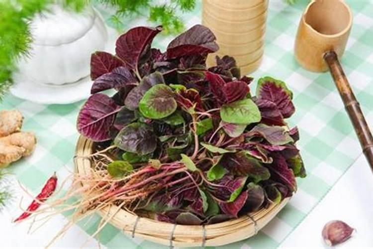 菁菜几月种最合适