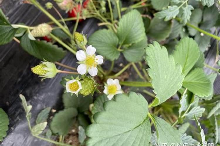 磷肥的使用技巧你知道吗？