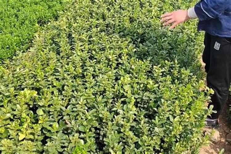 冬青树啥时候施肥