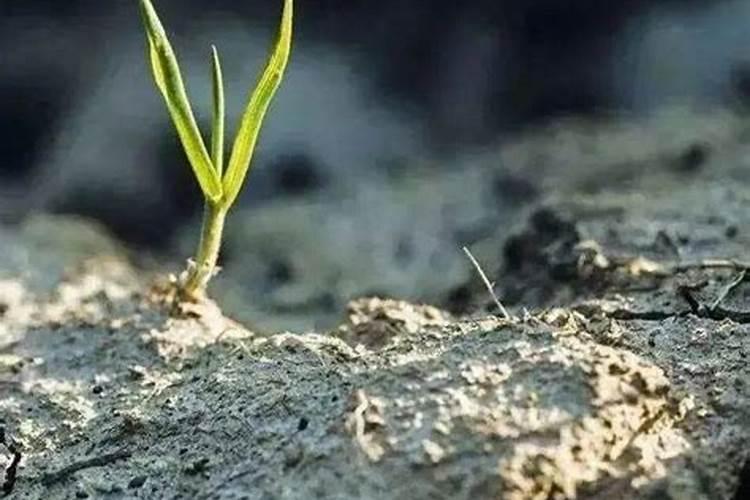 土壤调理剂使用方法 一次使用多少更合适