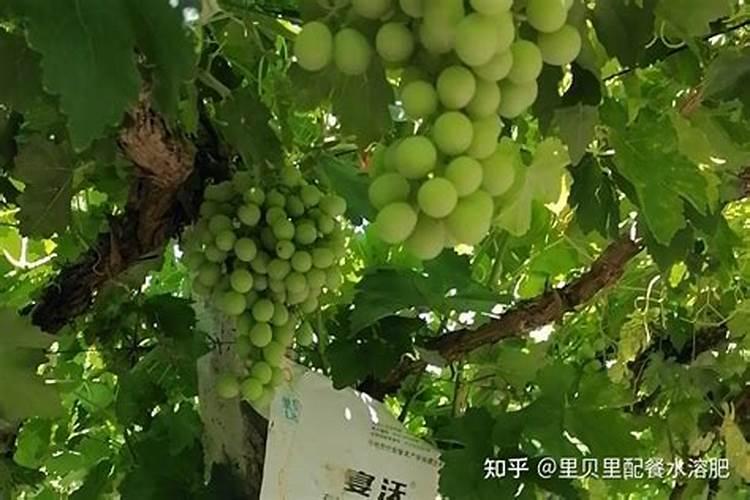促进葡萄转色用什么肥料