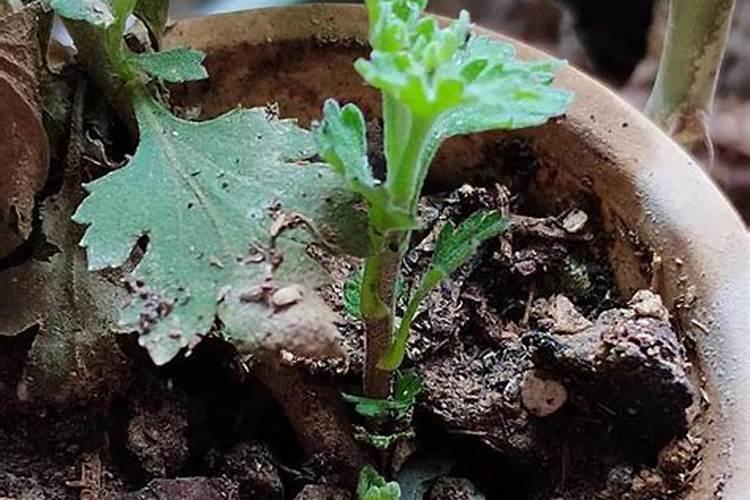 如何让菊花的花枝粗壮