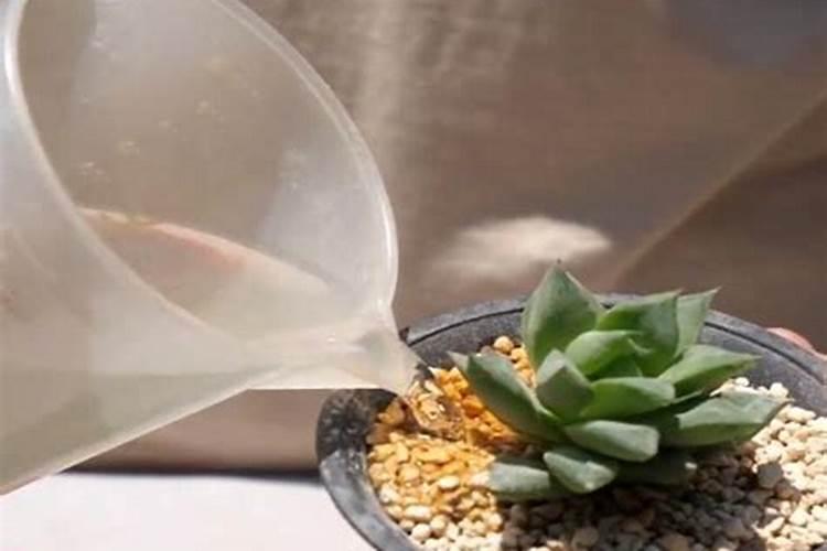 多肉浇营养液会不会长得快？