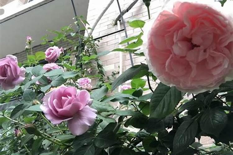 月季花这样施肥,开得更艳