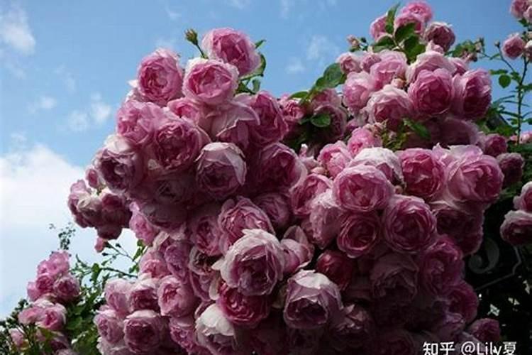 月季全年养护合集(新手种月季推荐)