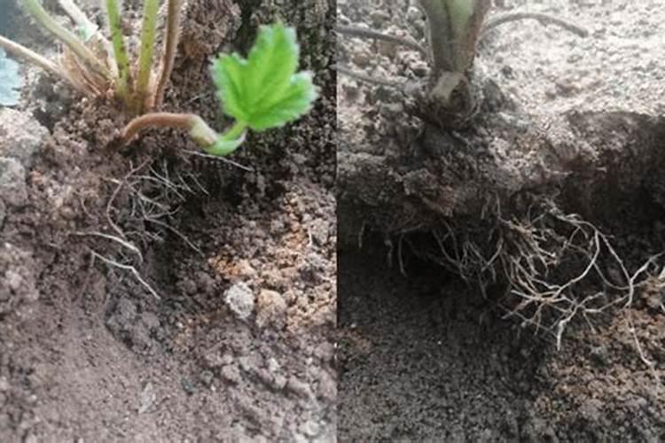 活菌多冲生根肥好不好？