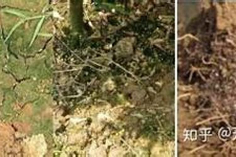 为什么使用生物菌冲施肥效果却不好？这是什么原因呢？